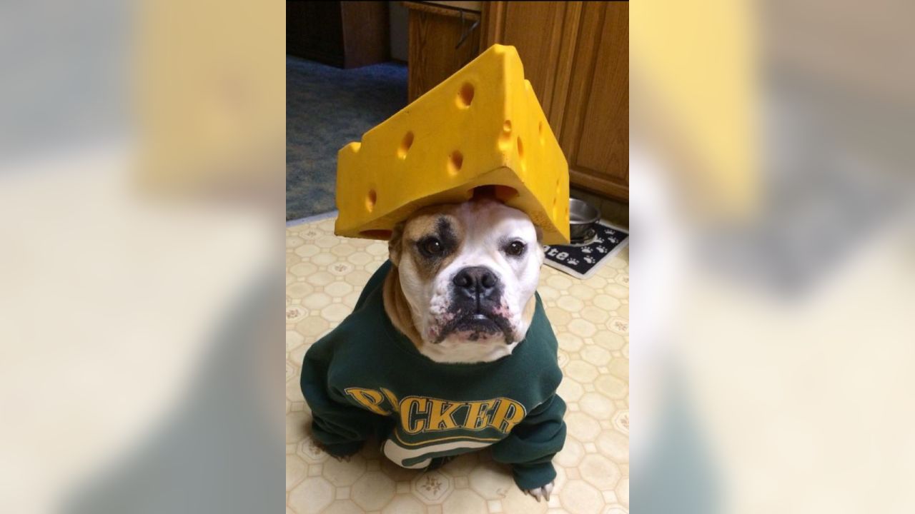 Packers fans celebrate National Puppy Day