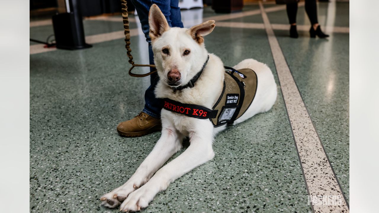 Packers selling Salute to Service bandannas to raise funds for veterans'  service dogs