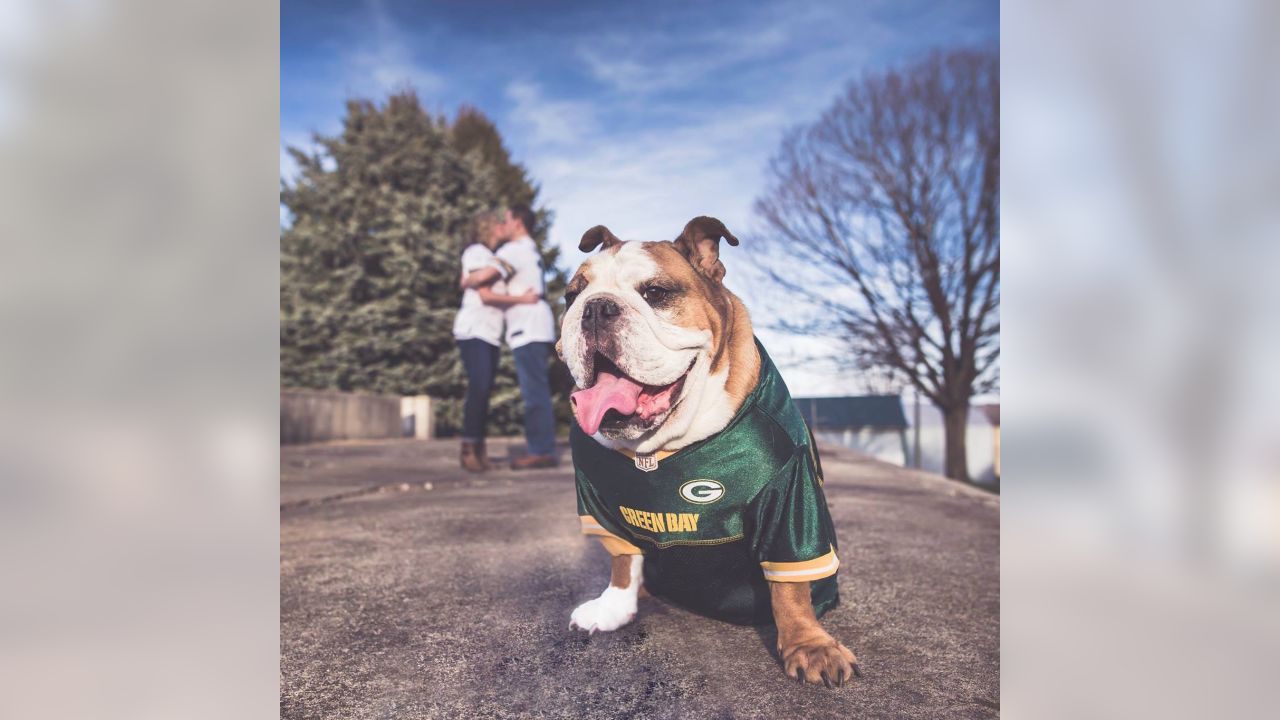 That Dood Squad dogs show off their Packers pride in Instagram photo