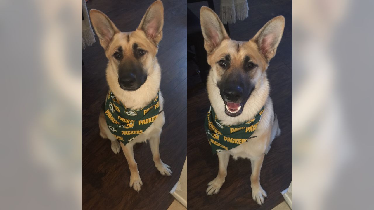 Pets First Dogs & Cats Green Bay Packers Aaron Rodgers #12 Pet Jersey –  Fanletic