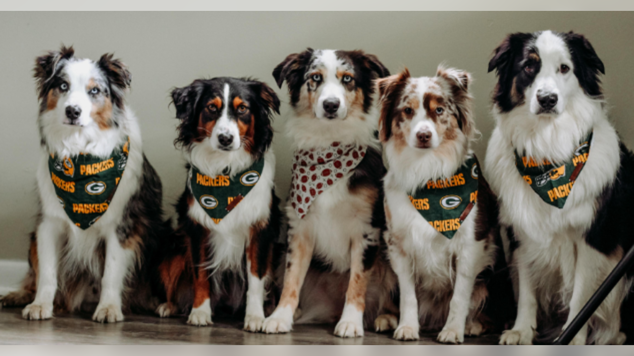 That Dood Squad dogs show off their Packers pride in Instagram photo