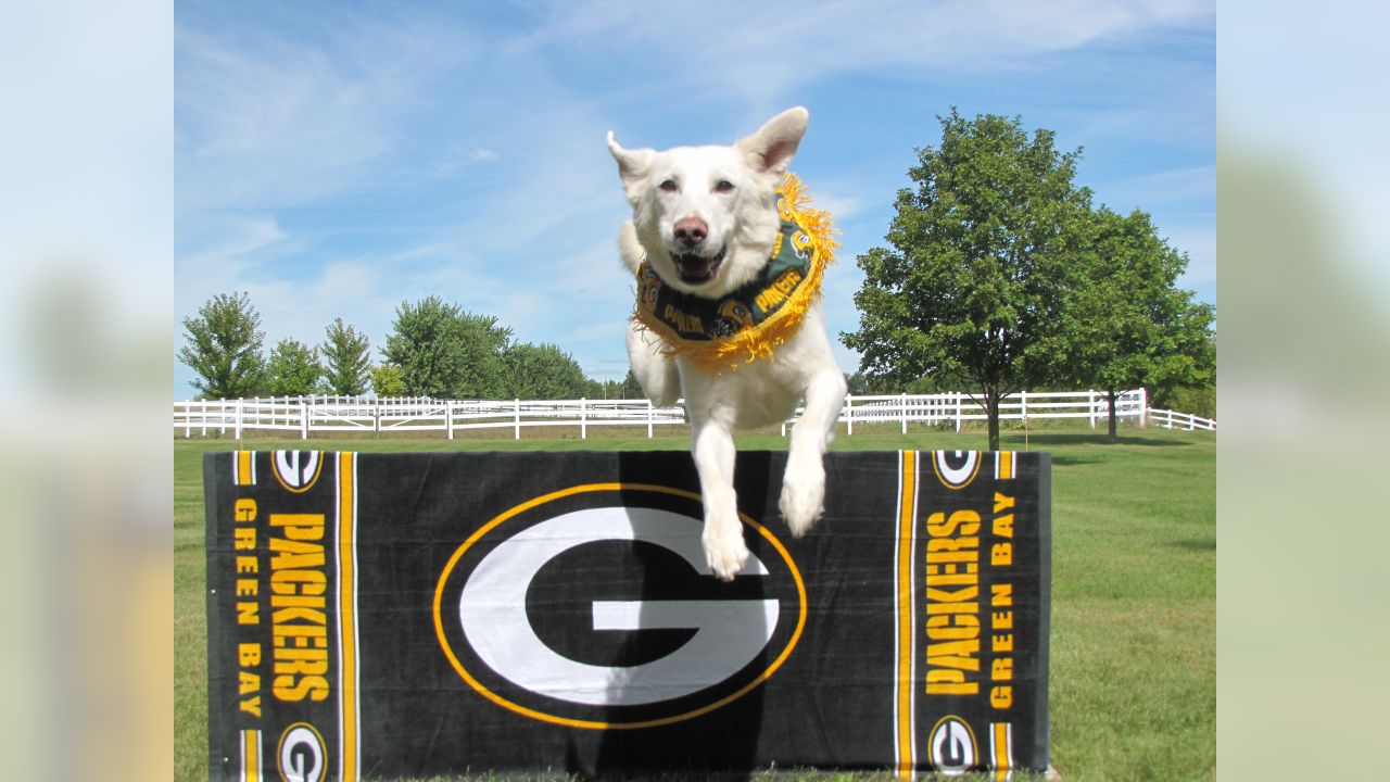 Green Bay Packers sports pet supplies for dogs