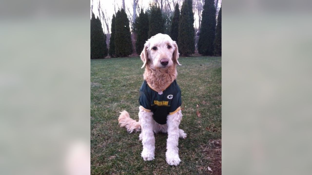 That Dood Squad dogs show off their Packers pride in Instagram photo