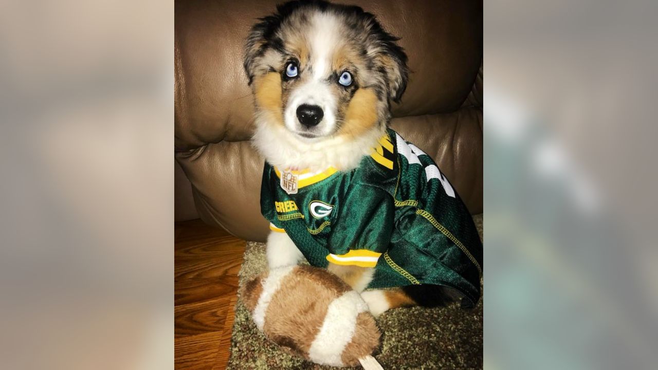 Green Bay Packer Dog Coat 