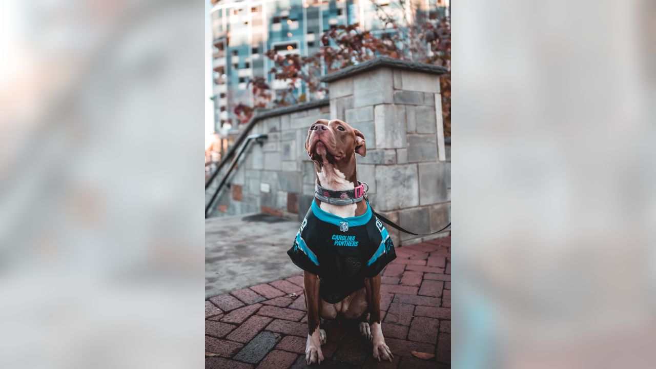 Dog Harness Dog Vest Harness Carolina Panthers Dog Vest 