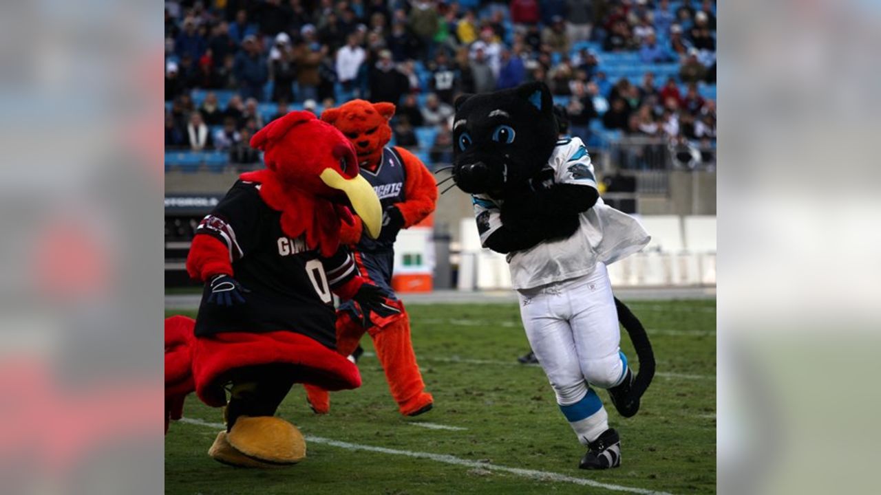 nfl mascot sir purr｜TikTok Search