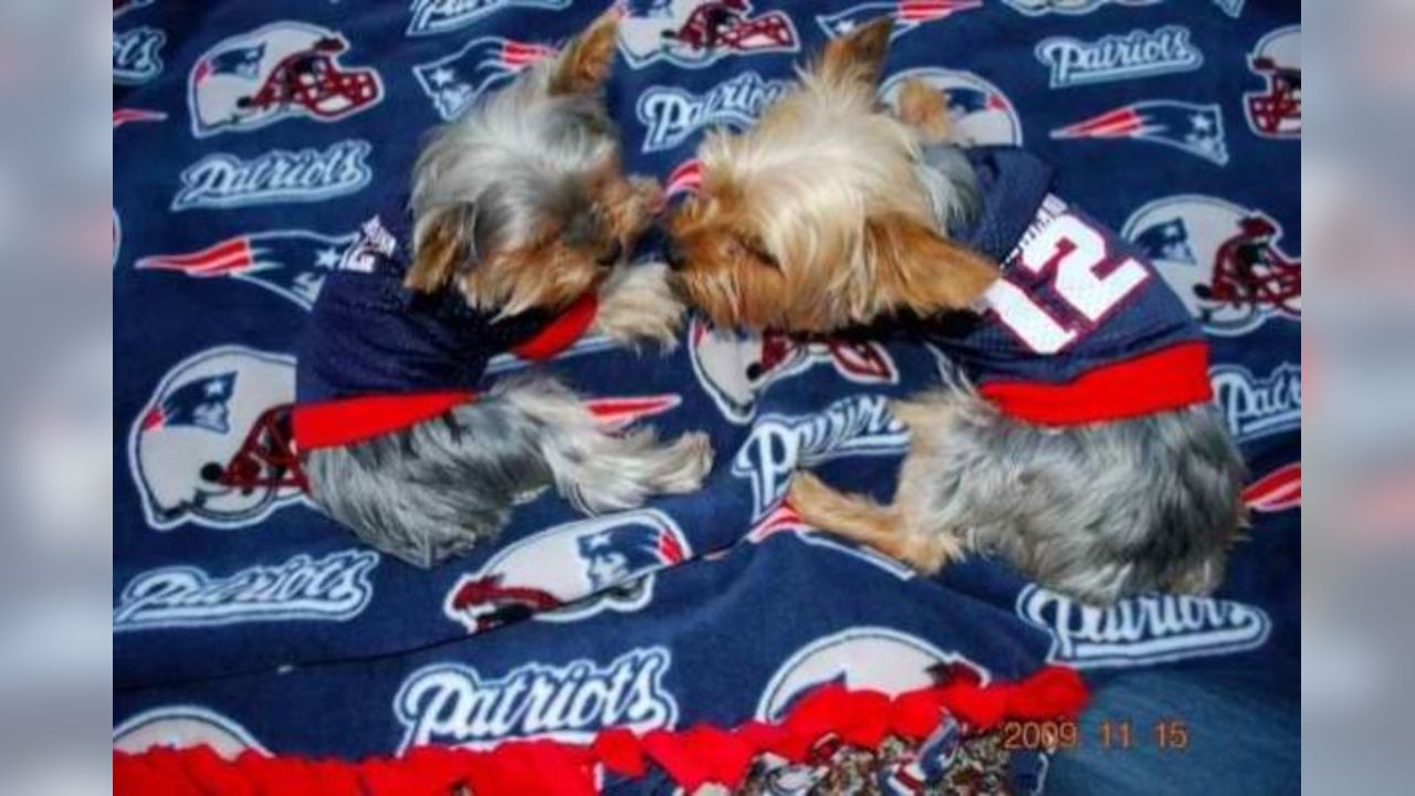 patriots dog apparel