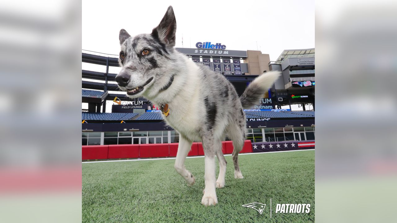 Meet Boyd: Gillette Stadium field crew's newest (and goodest) employee