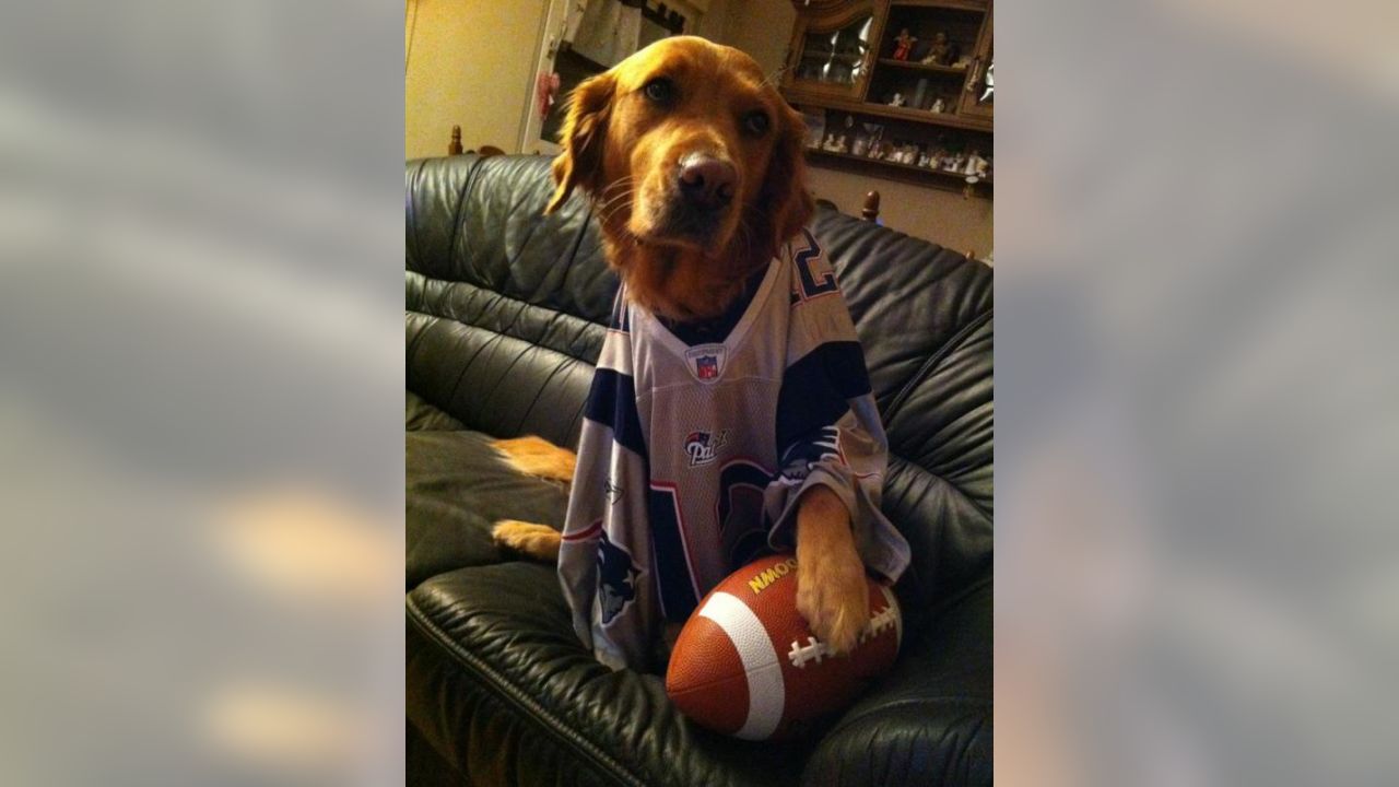 New England Patriots sports pet supplies for dogs