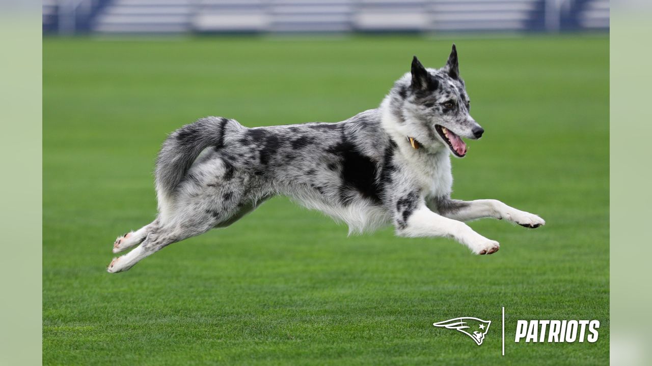 Ready for the season!  New england patriots gear, New england patriots  football, Dog people