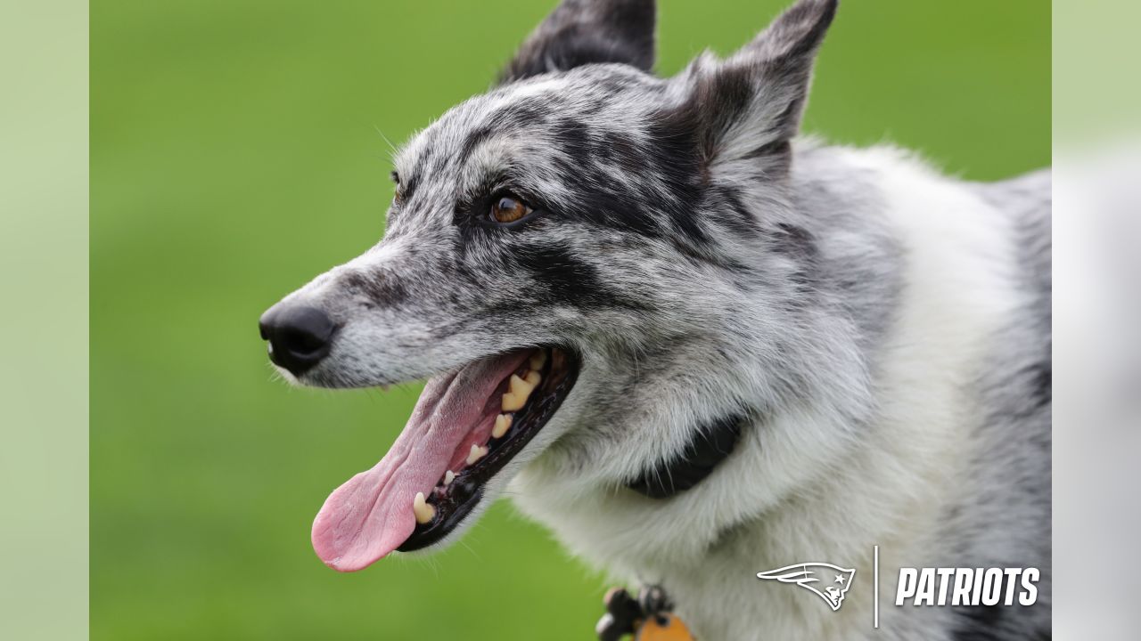 Meet Boyd: Gillette Stadium field crew's newest (and goodest) employee