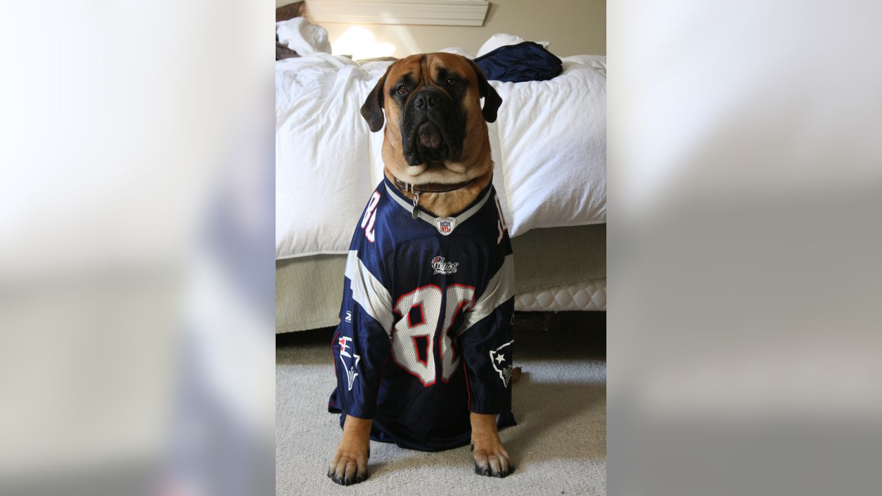 New England Patriots Dog Stretch Jersey Big Dog Size