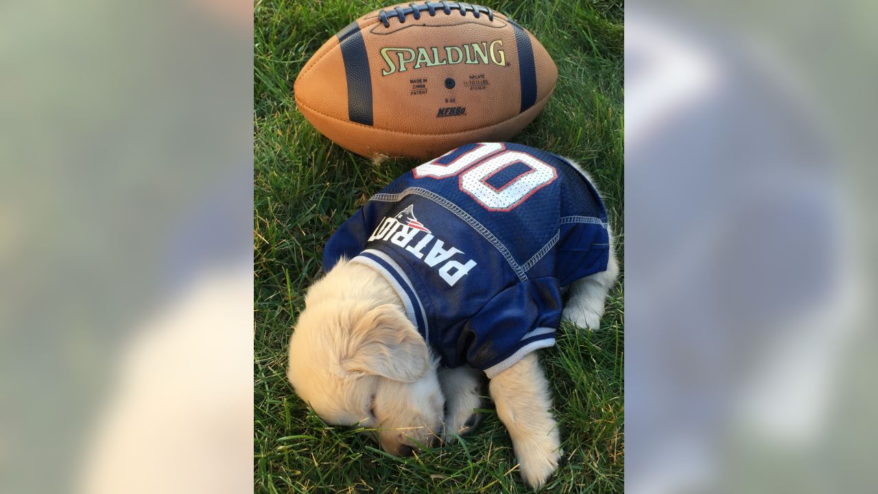 New England Patriots sports pet supplies for dogs