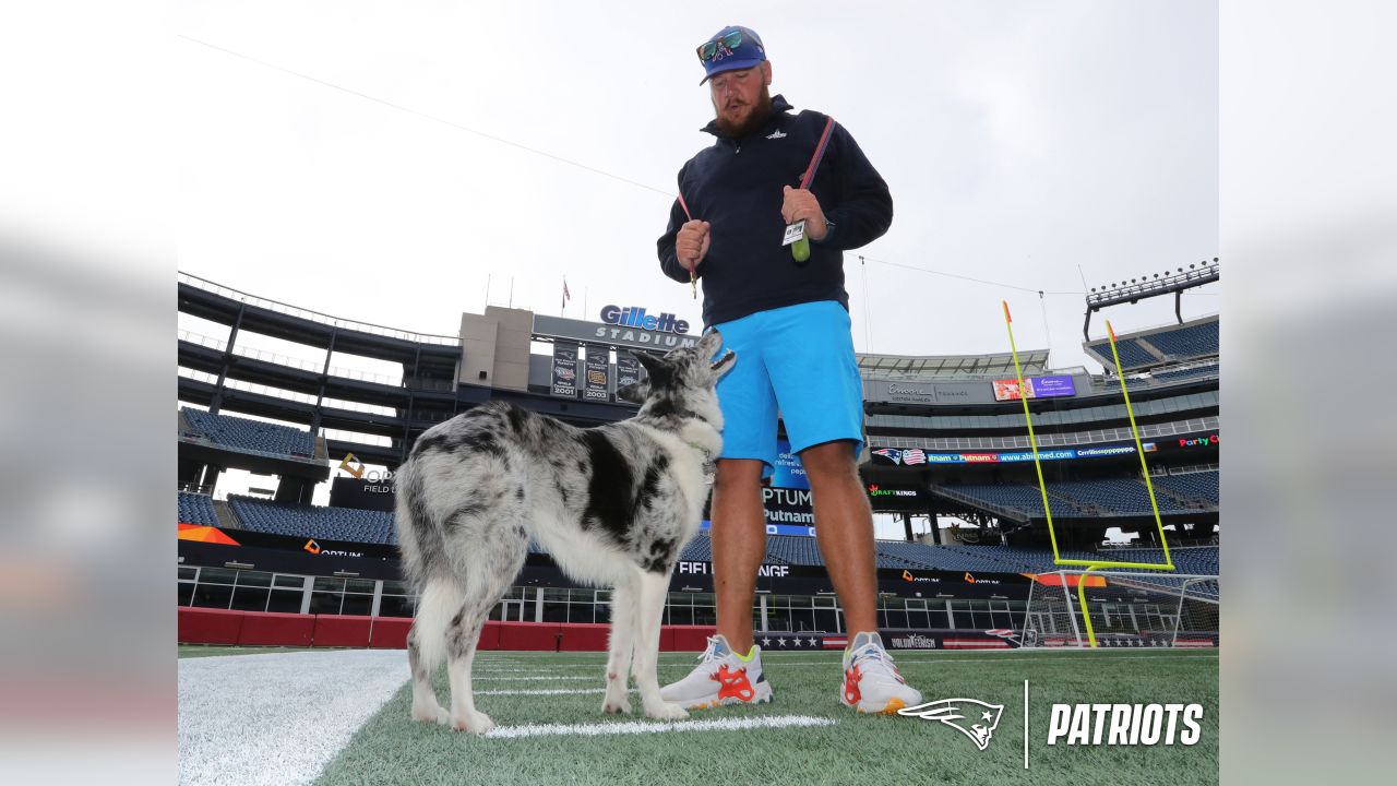 new england patriots dog