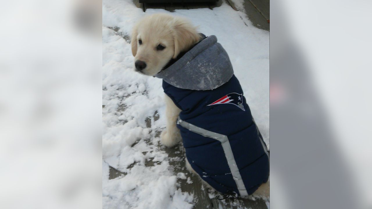 New England Patriots PINK Dog Jersey