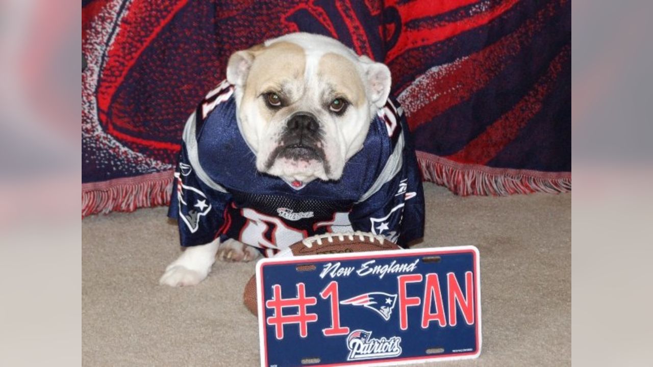 New England Patriots Dog in Team Jersey 12x16 – Fan Creations GA