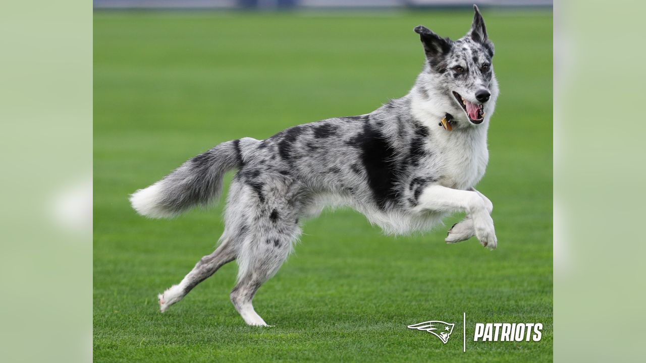 Meet Boyd: Gillette Stadium field crew's newest (and goodest) employee