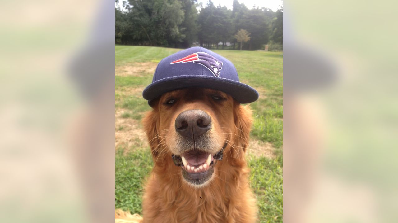 26 New England Patriots Pets ideas  new england patriots, patriots, pets