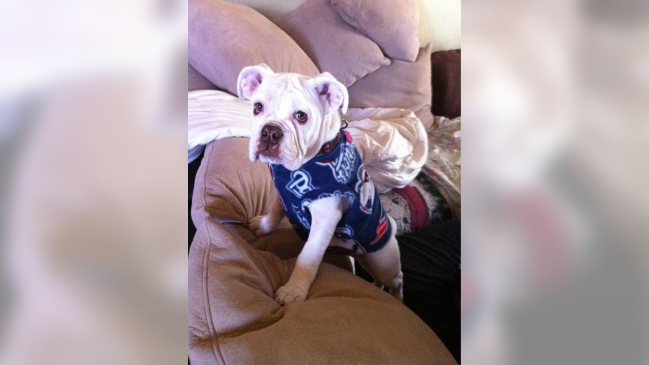 New England Patriots NFL French Bulldog Wearing Sweater