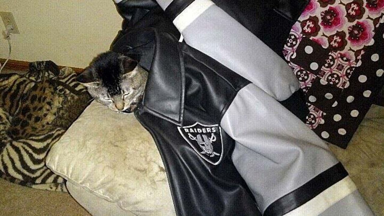 cat raiders jersey