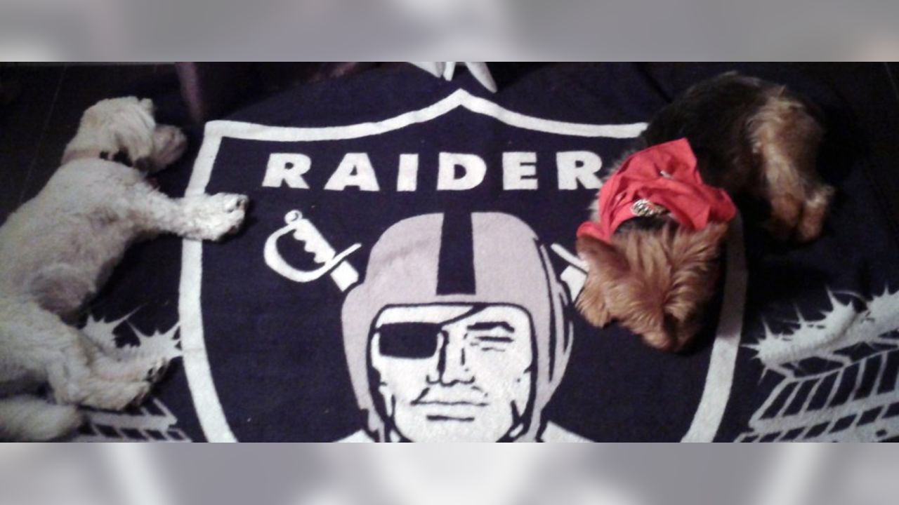 10 Raider dogs ideas  raiders, dogs, raider nation