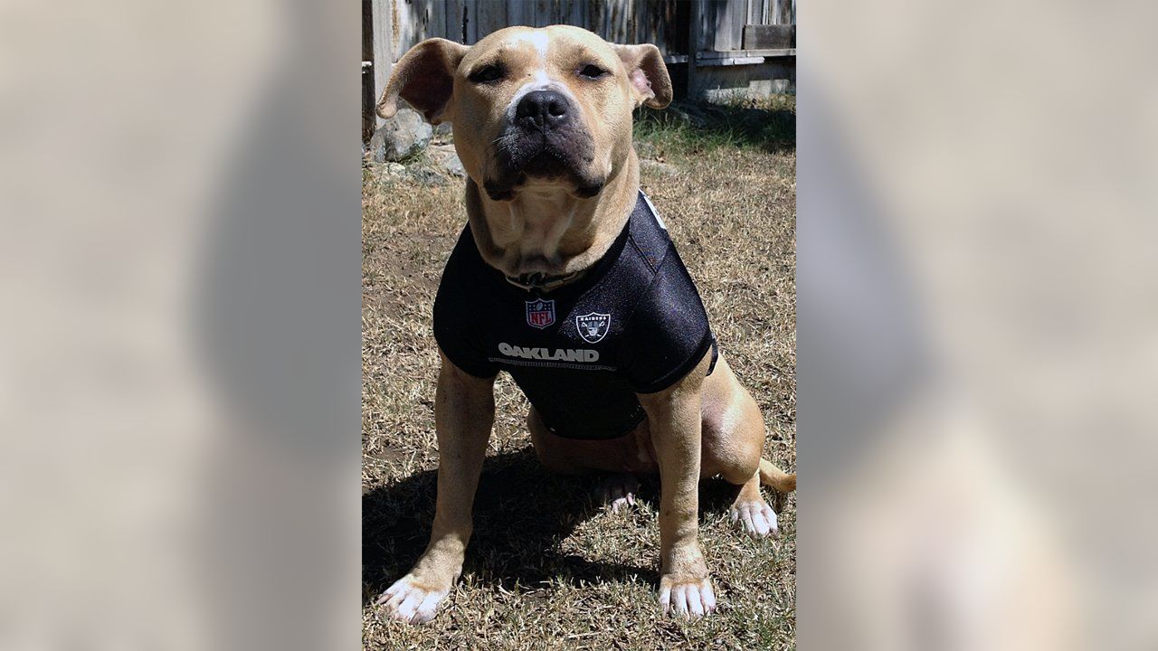 Oakland Raiders Dog Hoodie