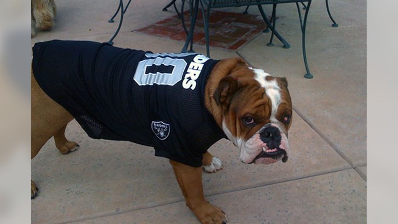 10 Raider dogs ideas  raiders, dogs, raider nation