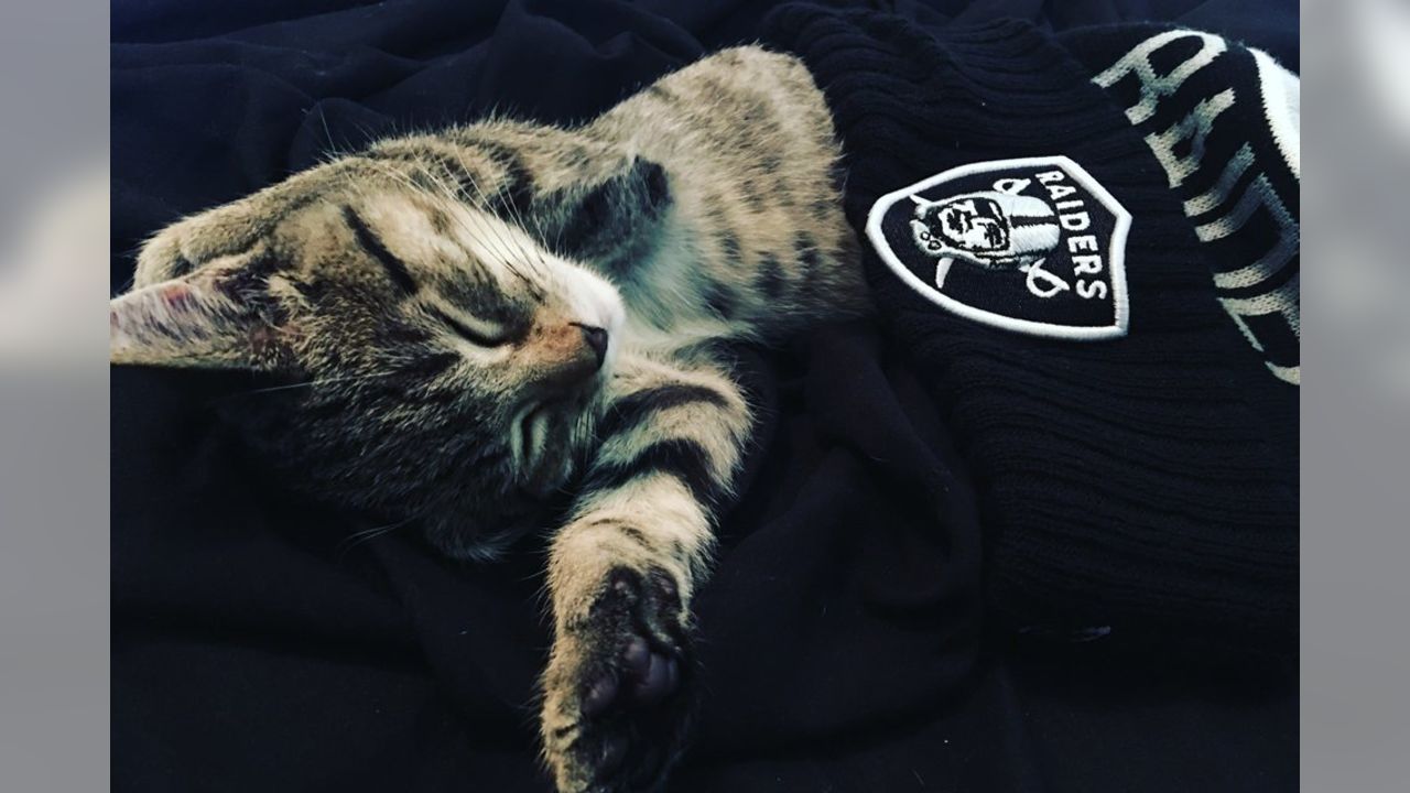 cat raiders jersey