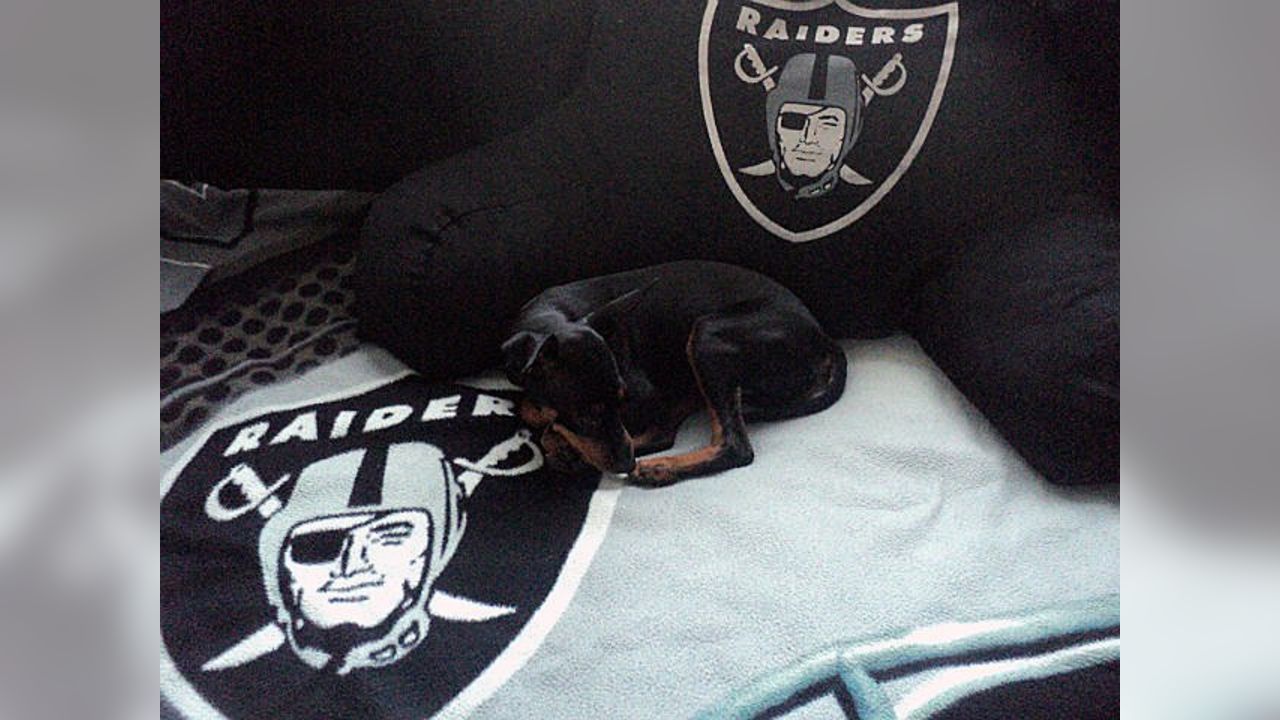 10 Raider dogs ideas  raiders, dogs, raider nation