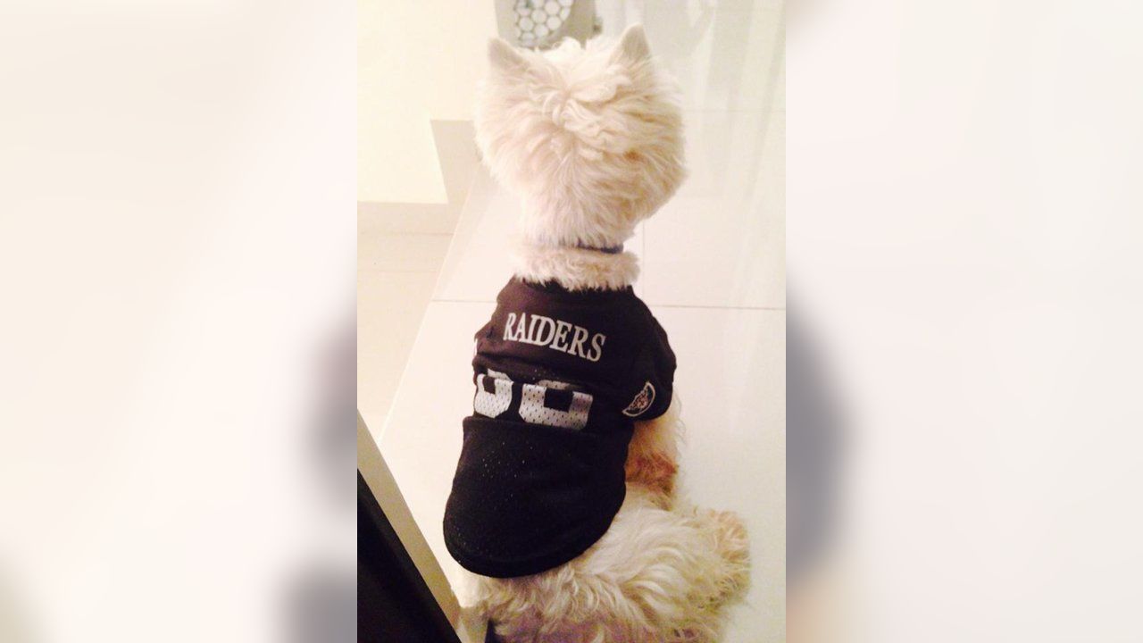 raiders dog apparel