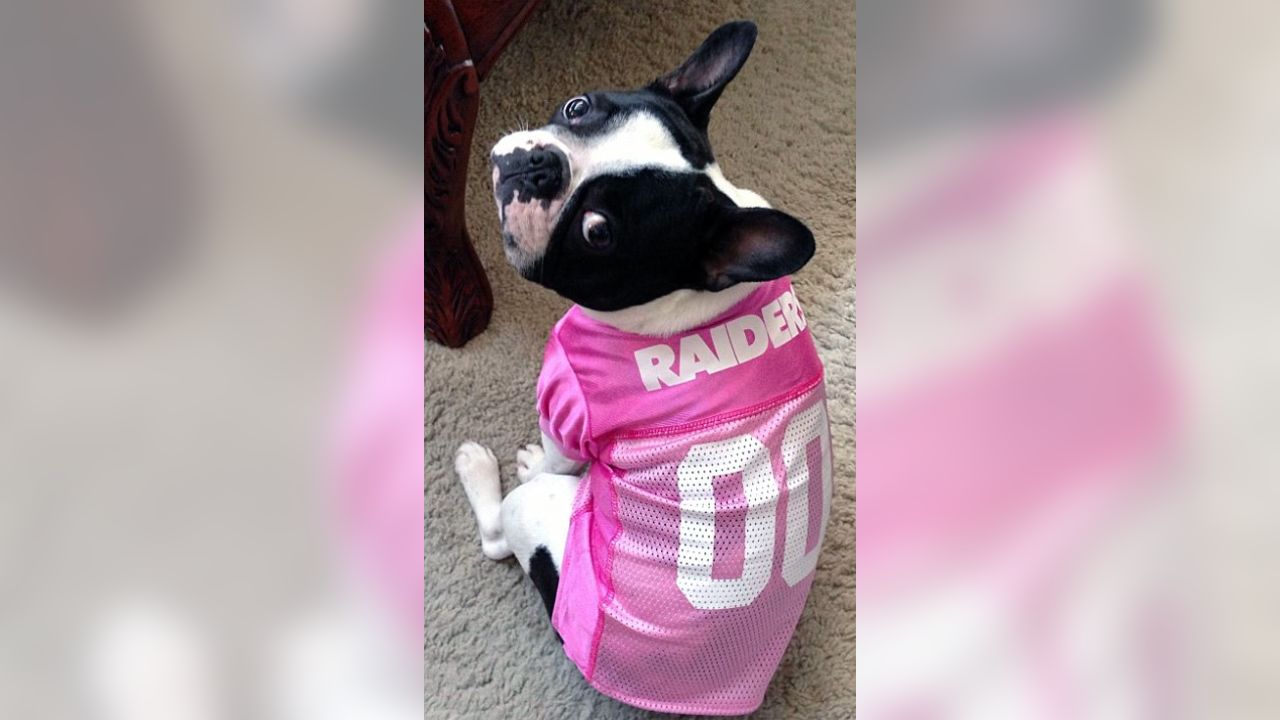 pink raiders dog jersey