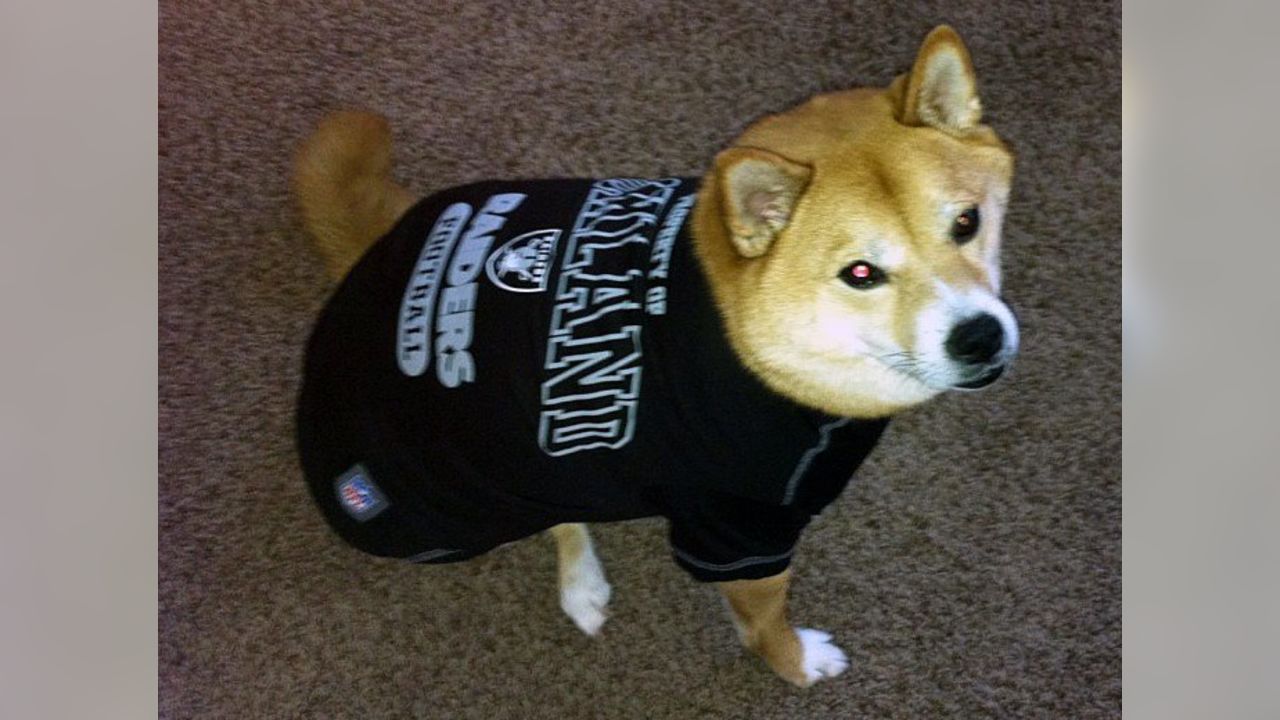 Las Vegas Raiders Running Dog Costume