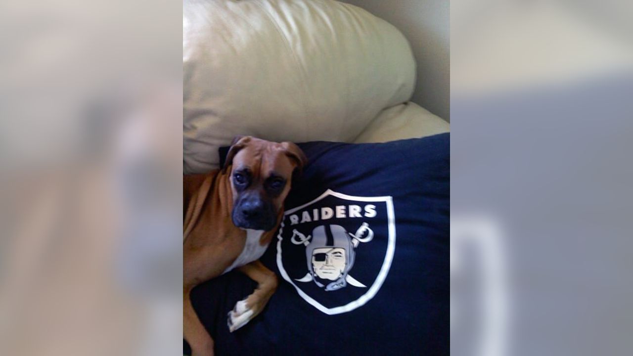 las vegas raiders dog apparel