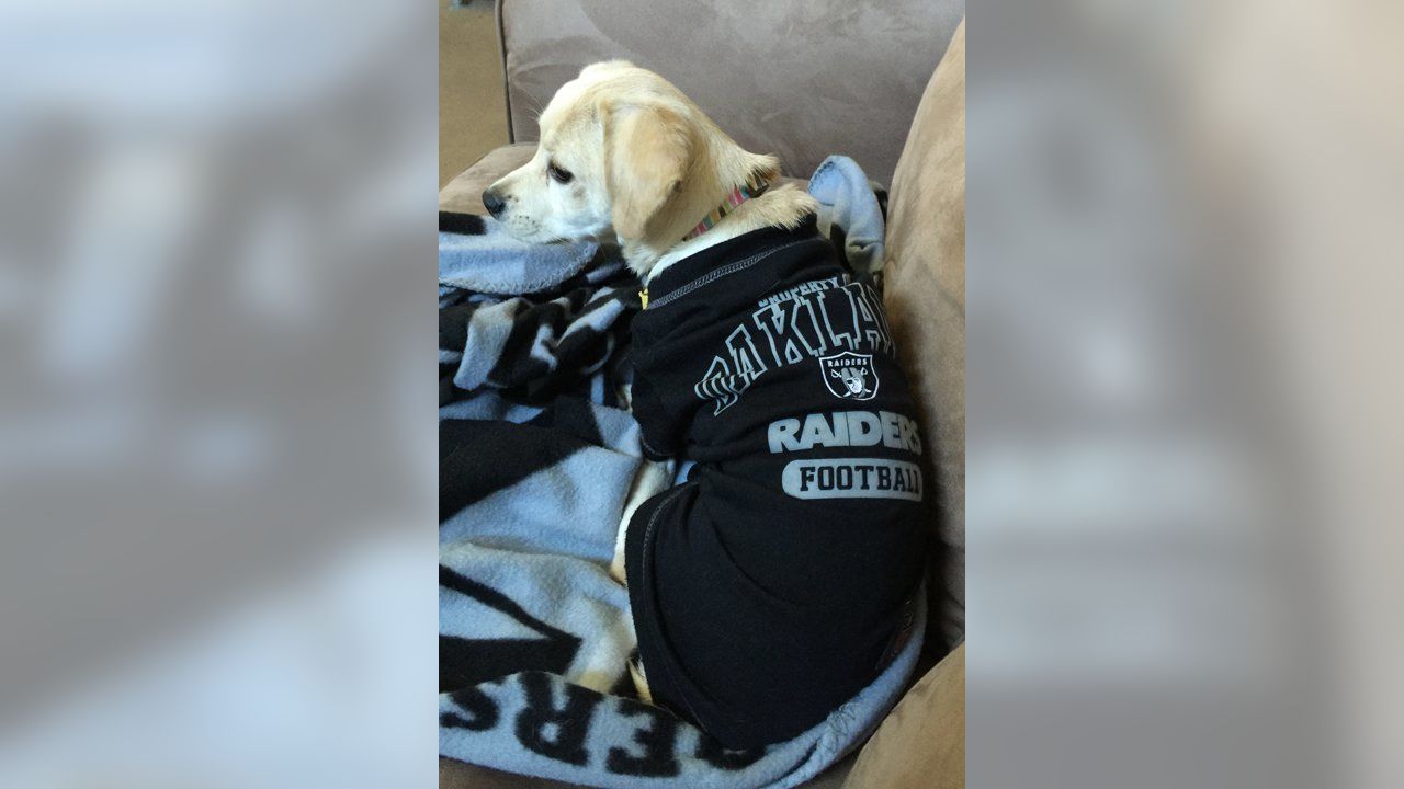 Las Vegas Raiders - Raider Nation Pets: submit your own photos to