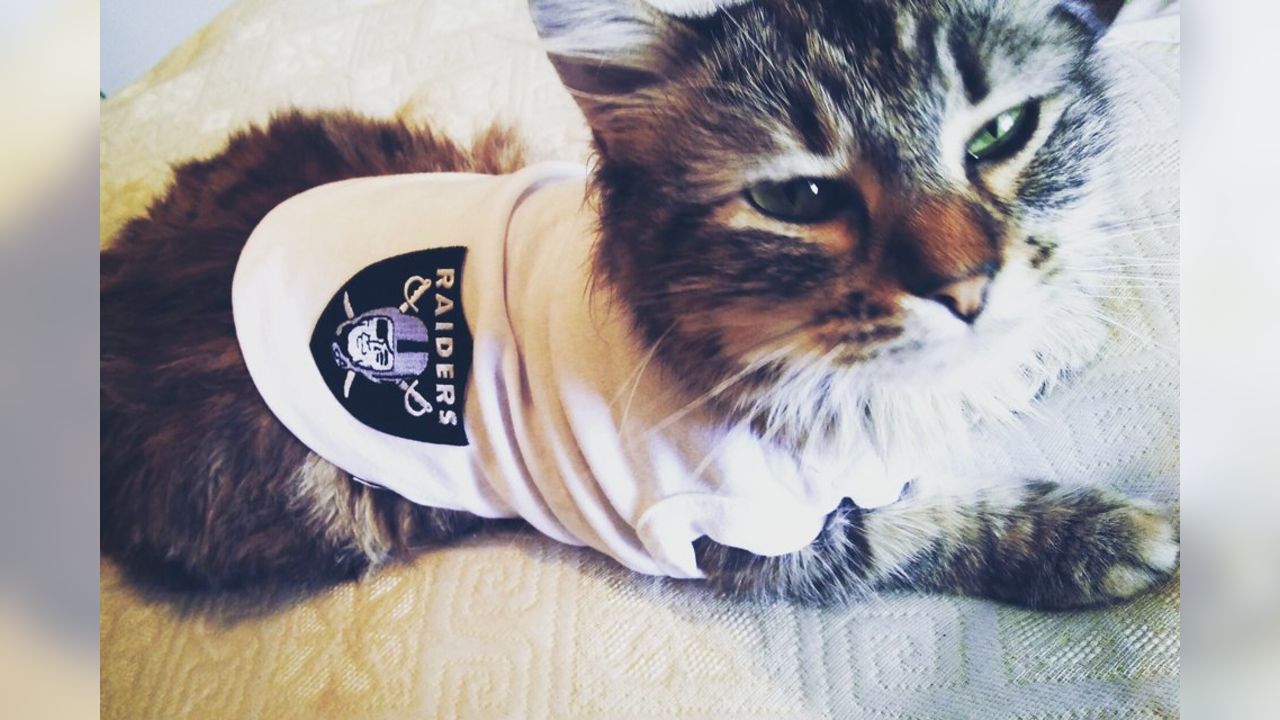 Las Vegas Raiders - Raider Nation Pets: submit your own photos to  raidernationpets@raiders.com! Photos: