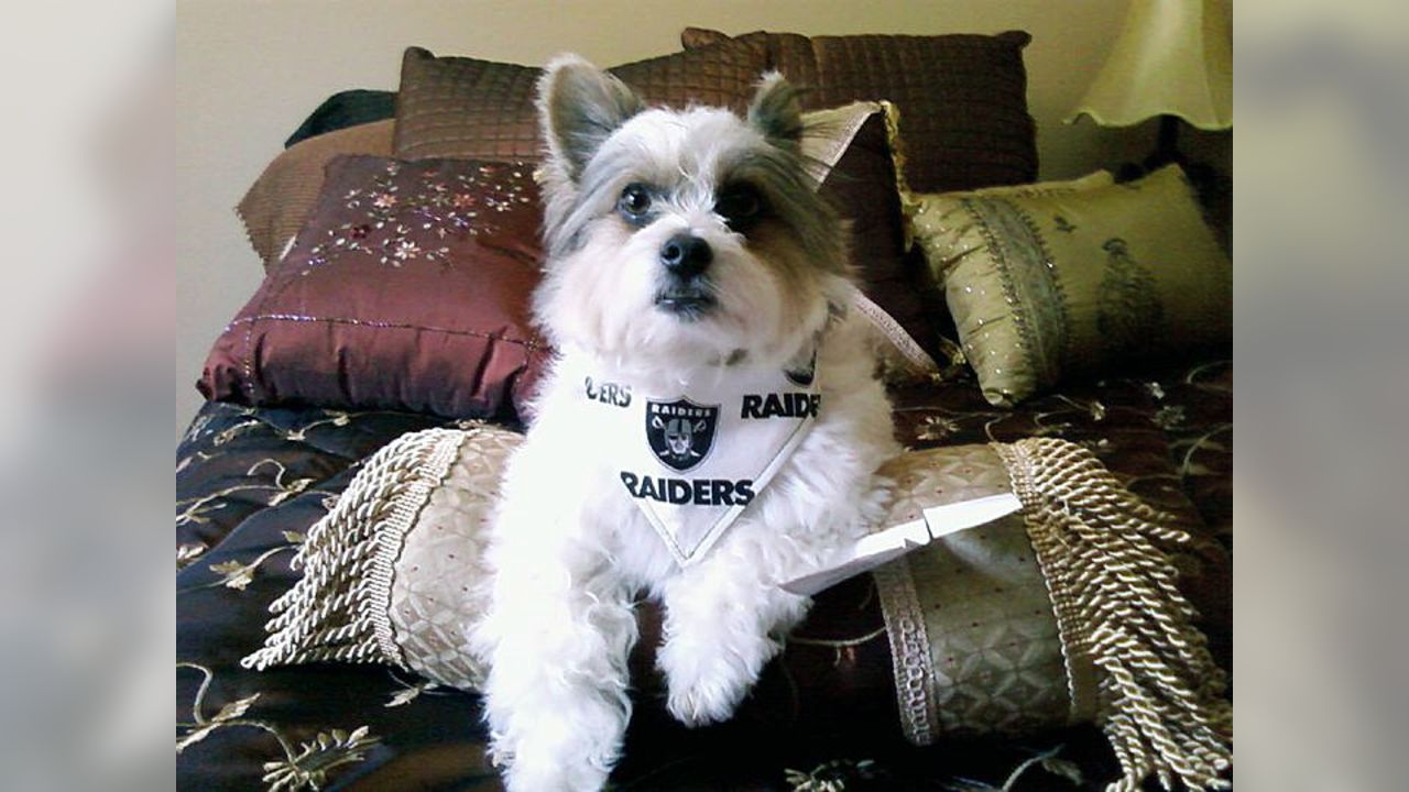 Raider Nation - The Pet Delegation