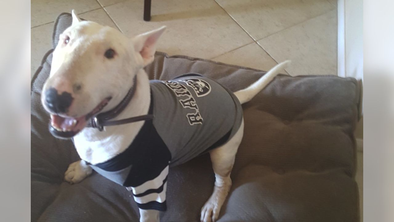 Las Vegas Raiders - Raider Nation Pets: submit your own photos to  raidernationpets@raiders.com! Photos: