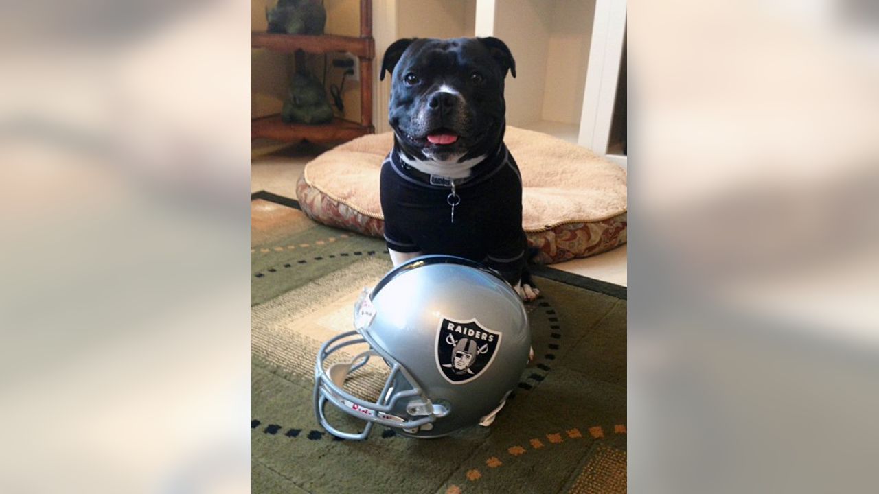 Las Vegas Raiders - Raider Nation - The Pet Delegation - Raiders