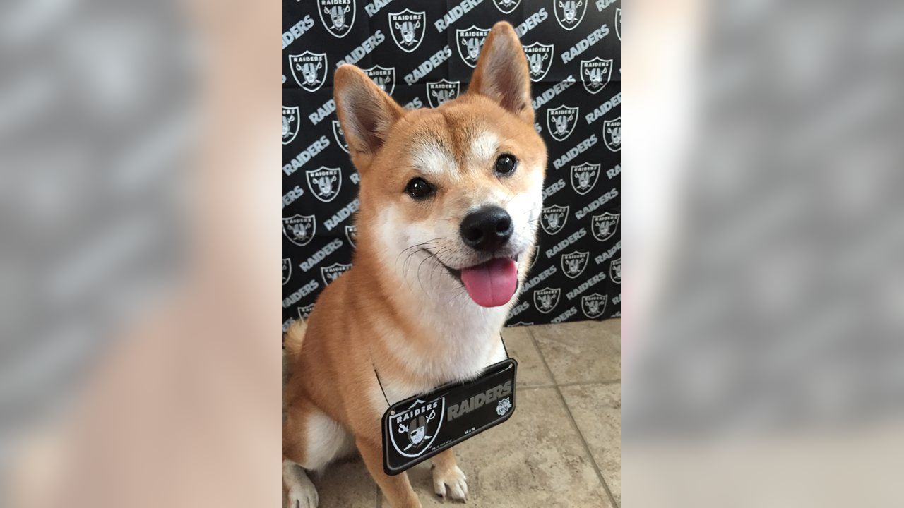 Las Vegas Raiders - Raider Nation Pets: submit your own photos to