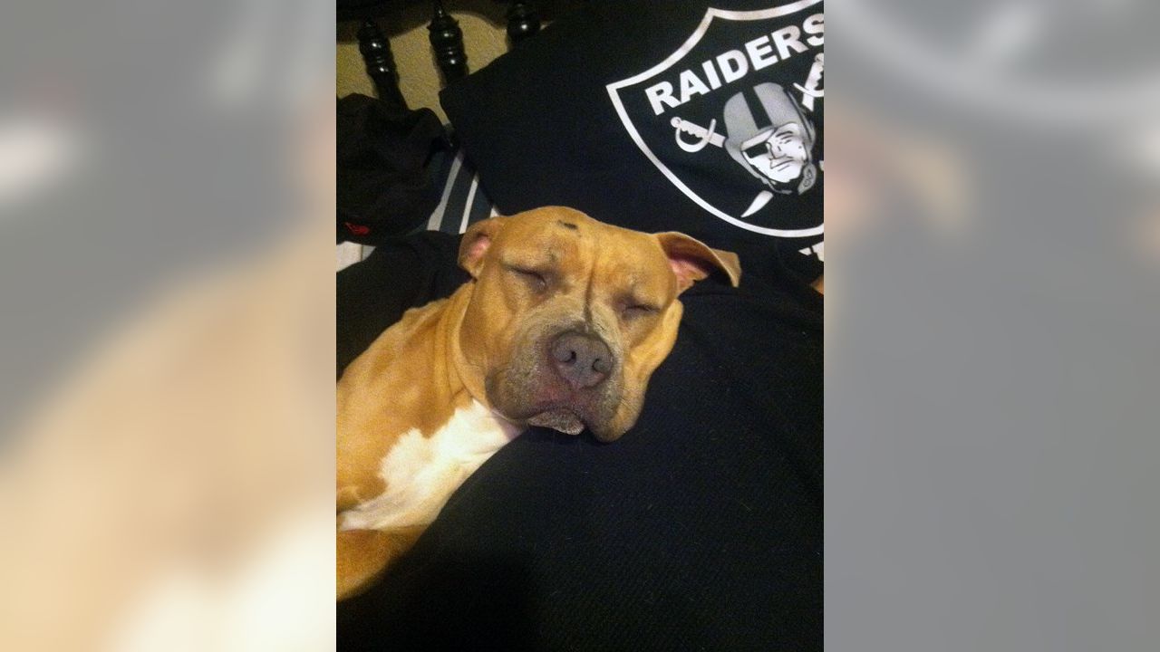 Raider Nation - The Pet Delegation