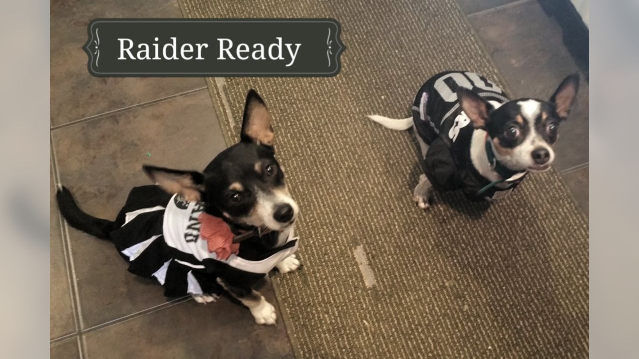 Las Vegas Raiders - Raider Nation Pets: submit your own photos to  raidernationpets@raiders.com! Photos: