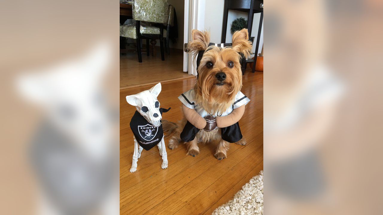 Las Vegas Raiders - Raider Nation Pets: submit your own photos to  raidernationpets@raiders.com! Photos: