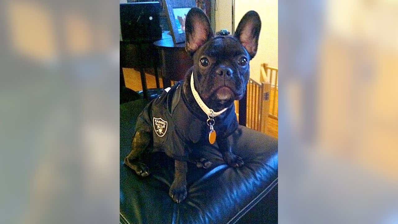 Las Vegas Raiders Pet Vest Harness - Black