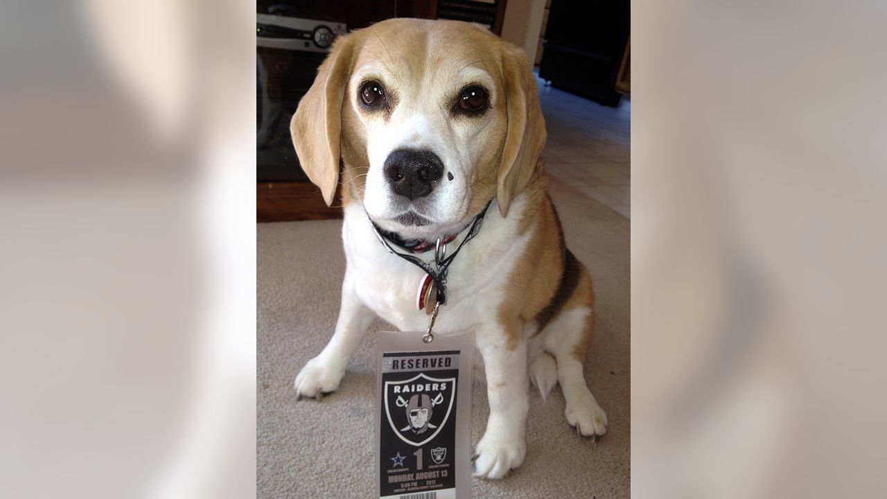 Raider Nation Pets For October