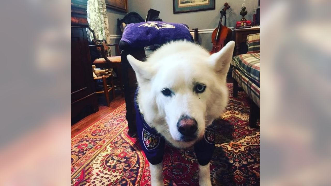 National Pet Day Photos From Cute & Furry Ravens Fans