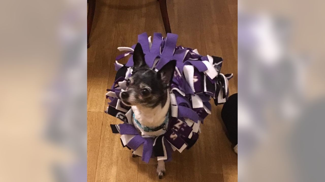 Baltimore Ravens - Happy National Pet Day! We want you to show off your  pets dressed in Ravens purple! Upload photos to our Ravens Pets gallery  here:  OR tweet your photos