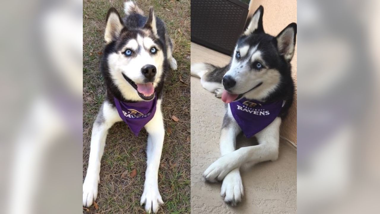 National Pet Day Photos From Cute & Furry Ravens Fans