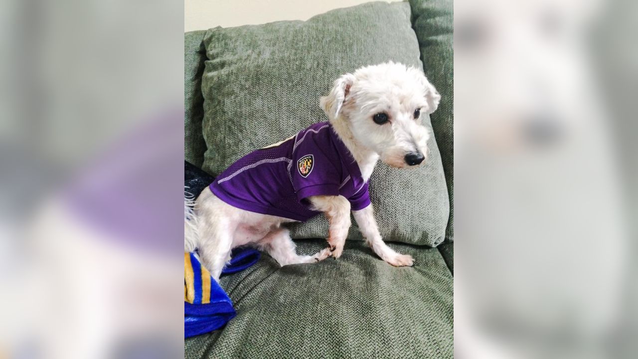 National Pet Day Photos From Cute & Furry Ravens Fans