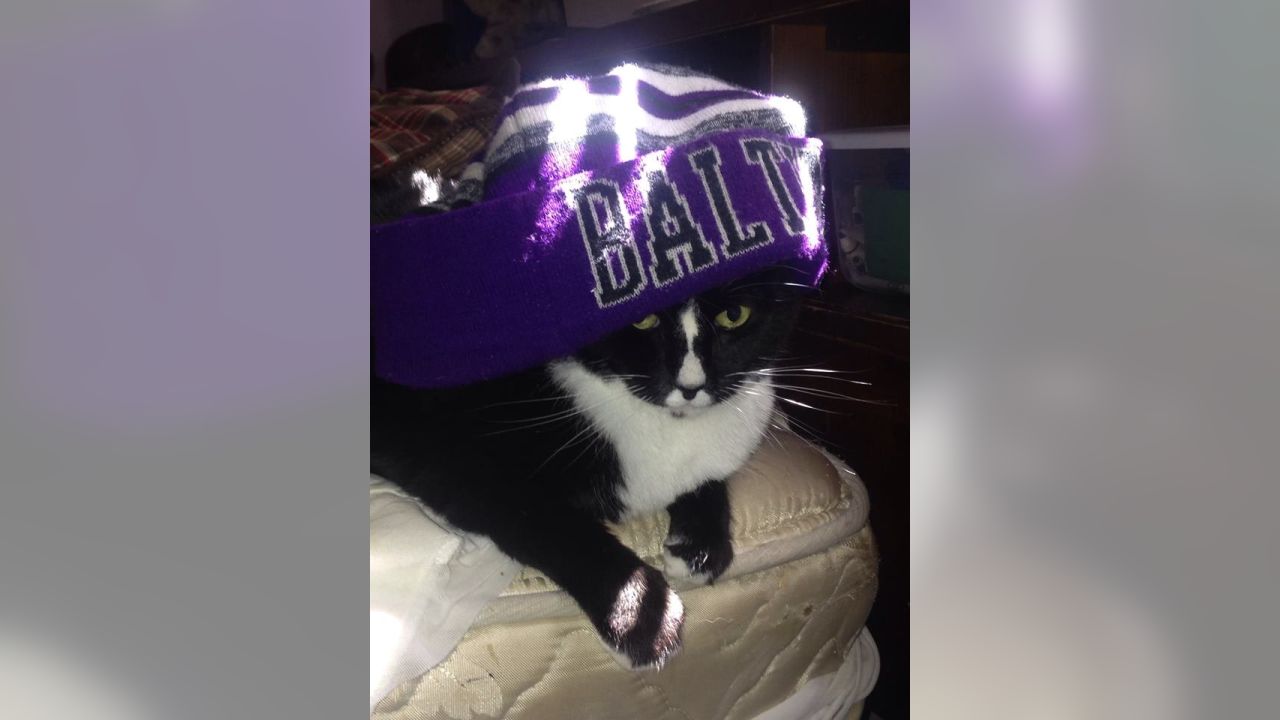 Baltimore Ravens - Happy National Pet Day! We want you to show off