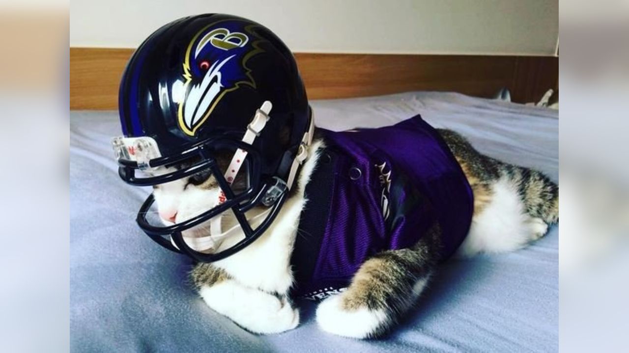 ravens cat jersey